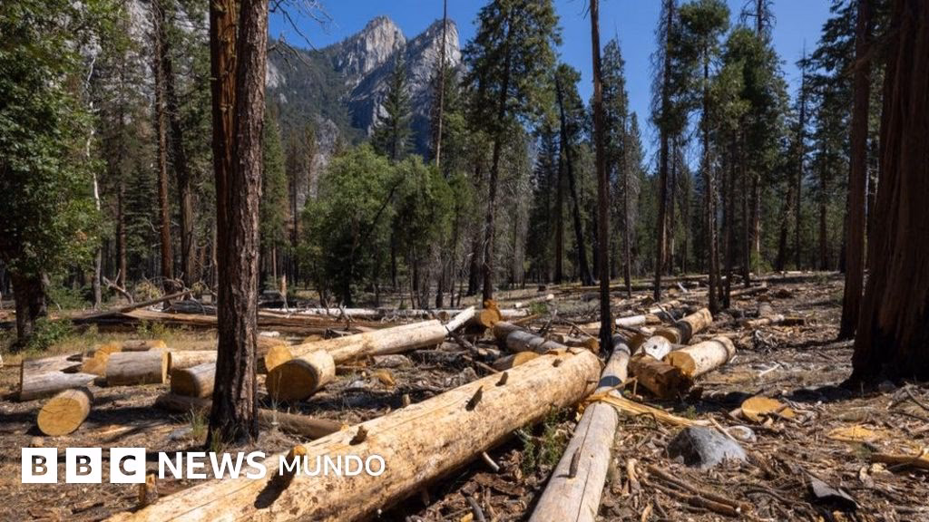 ¿Cuál es el papel de los bosques en la mitigación del cambio climático?