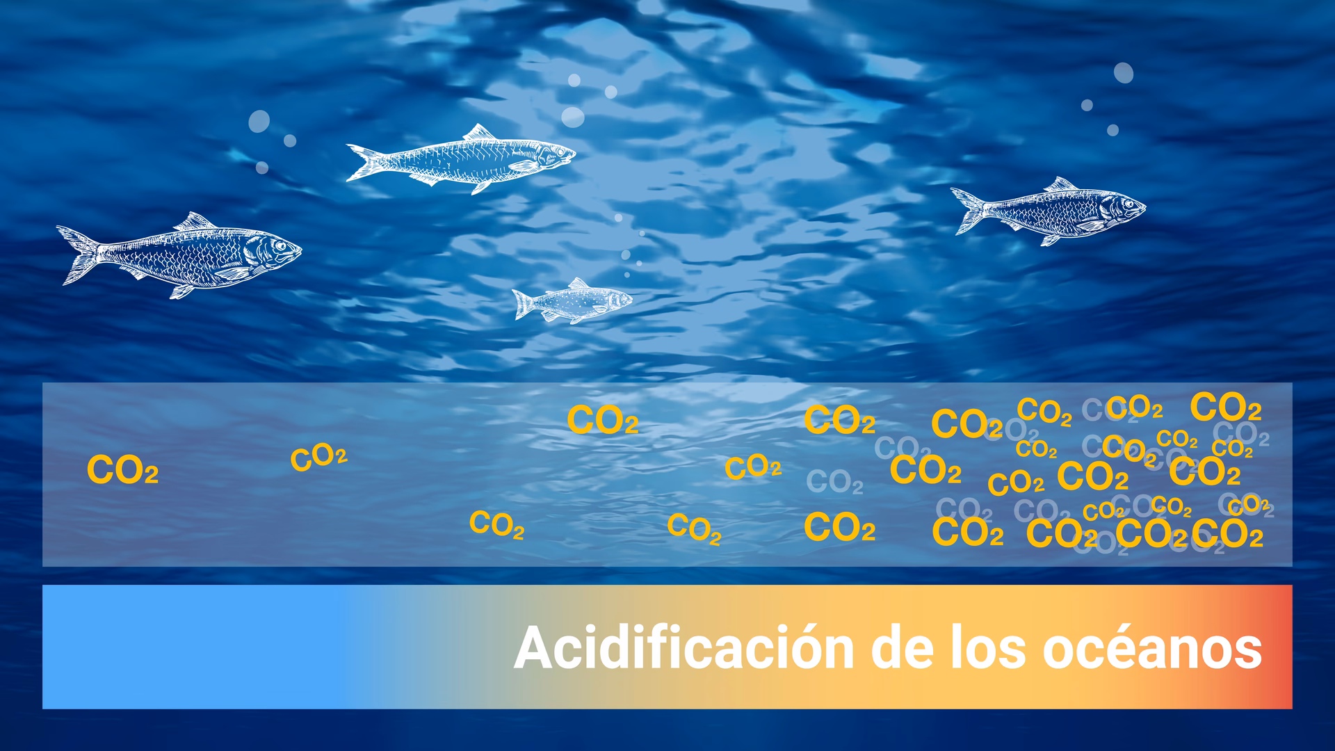 ¿Cómo reducir la acidificación de los océanos?