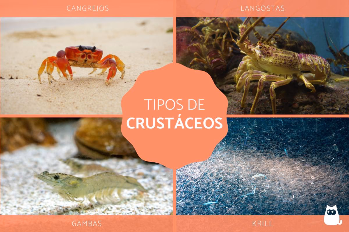 ¿Cómo viven los crustáceos en su etapa adulta?