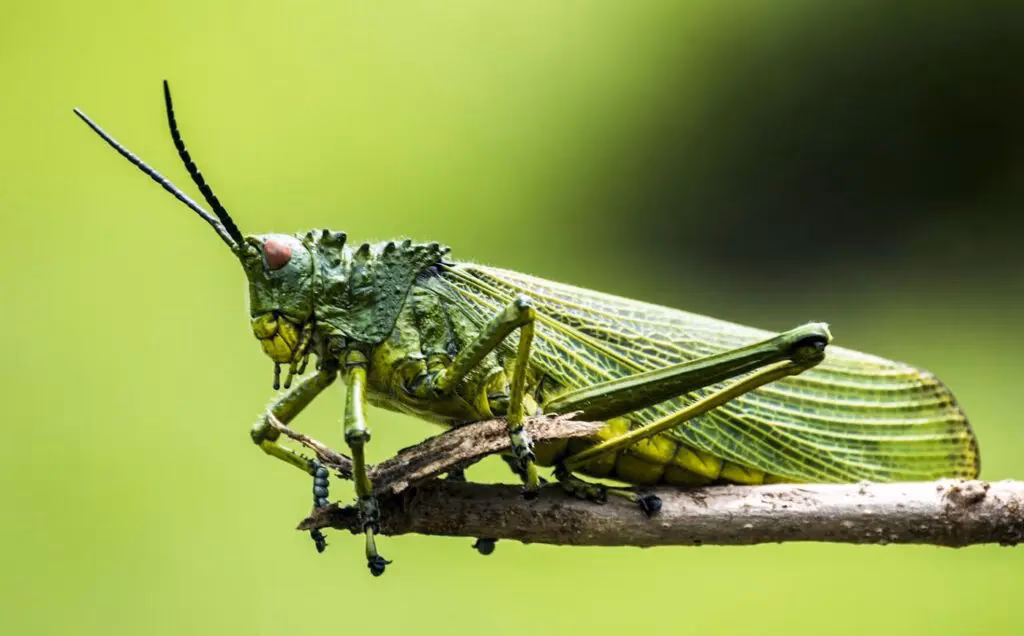 ¿Cómo afecta la temperatura a los grillos?