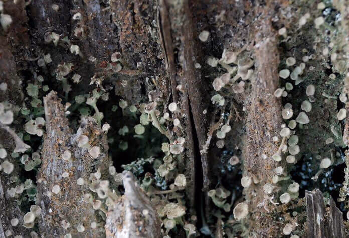 ¿Cómo se relacionan las esporas con los hongos?