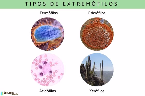 ¿Cuáles son los organismos capaces de resistir condiciones de vida extremas?