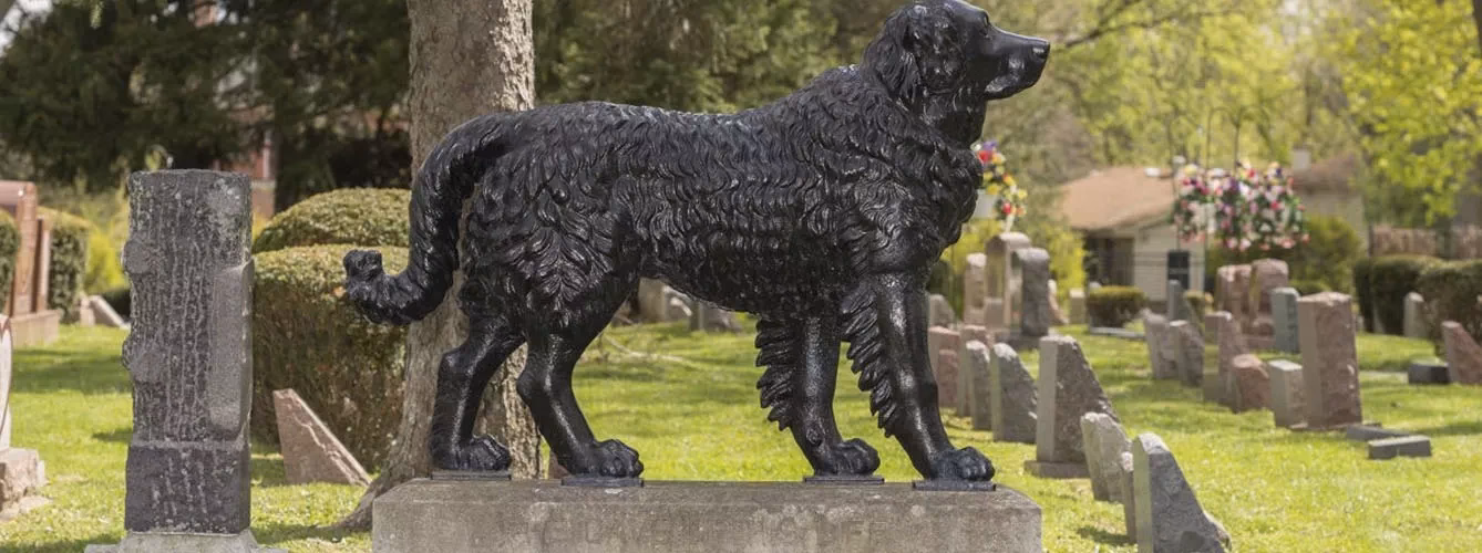 ¿Cómo desechar las heces de perro para no contaminar?