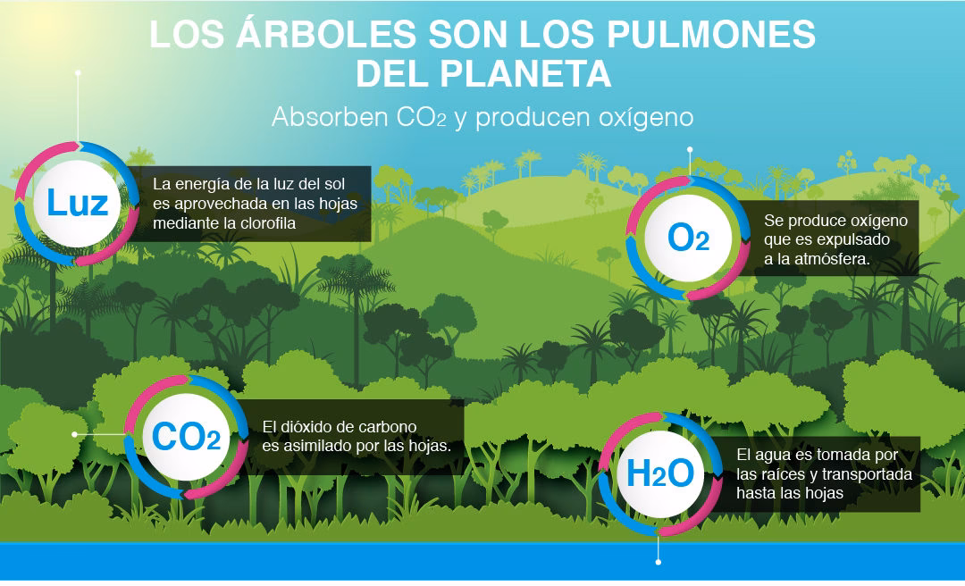 ¿Cuál es la relación entre el Medio Ambiente y la salud humana?