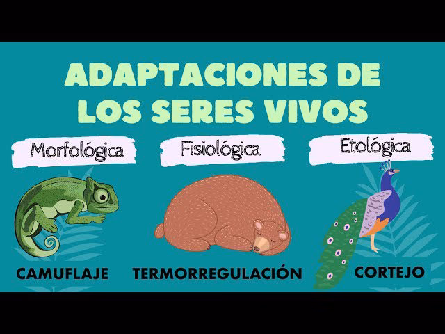 ¿Cómo se adaptan los seres vivos a su entorno?