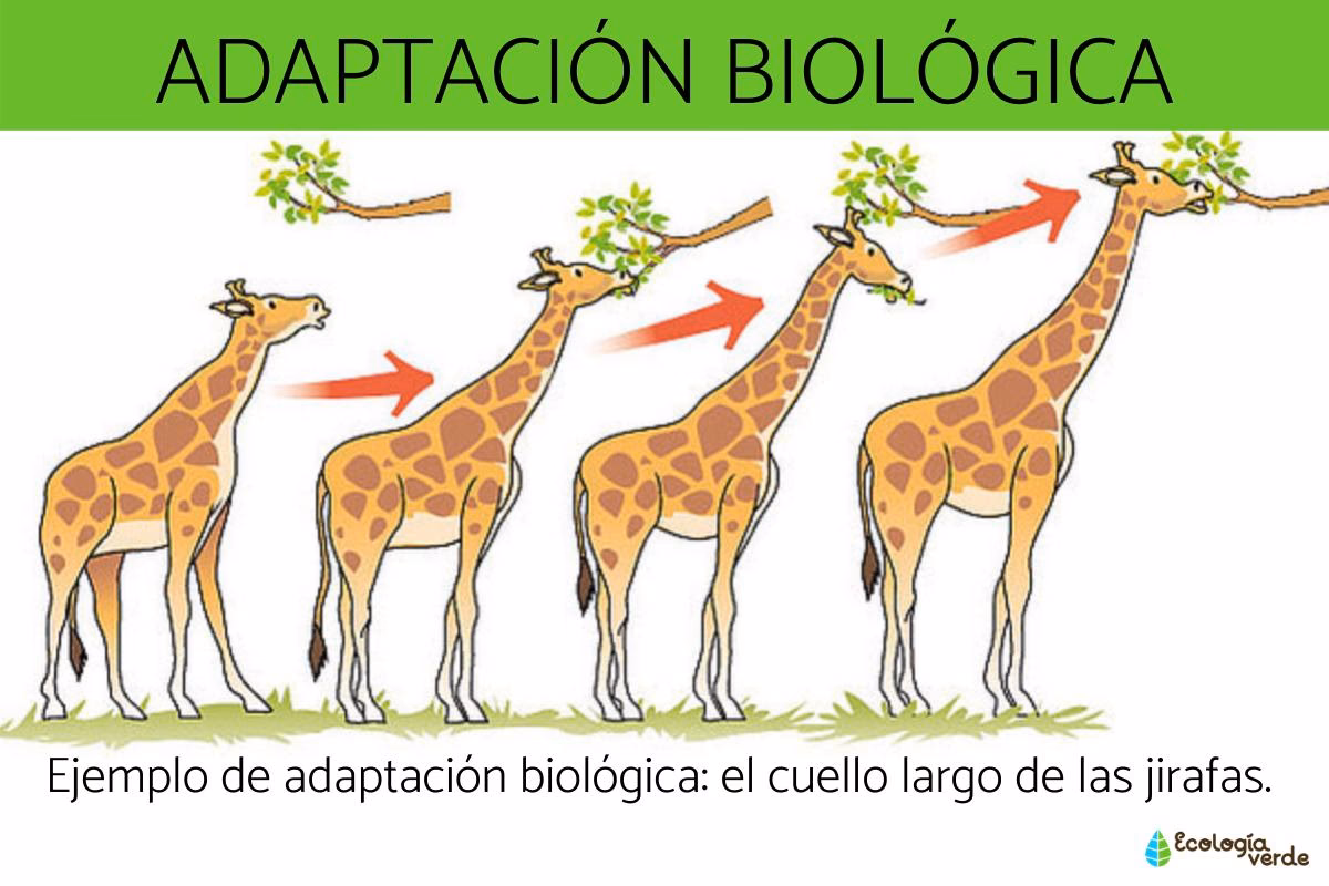 ¿Cómo se adaptan los seres vivos a su entorno?