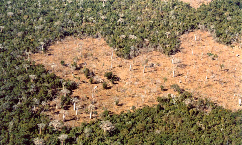 How much of Madagascar's forest has disappeared in the past 20 years?