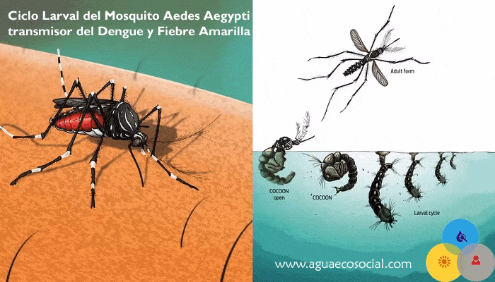 ¿Cómo se transmite la malaria?