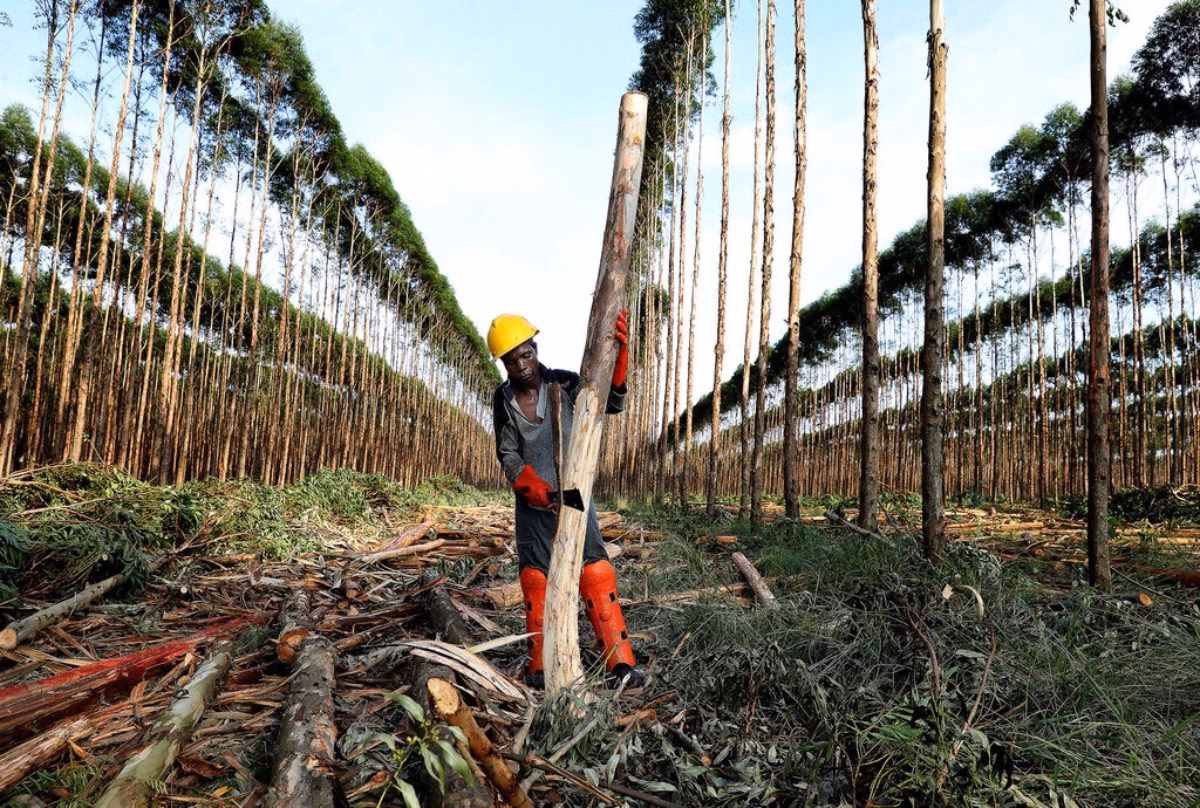 What causes deforestation?