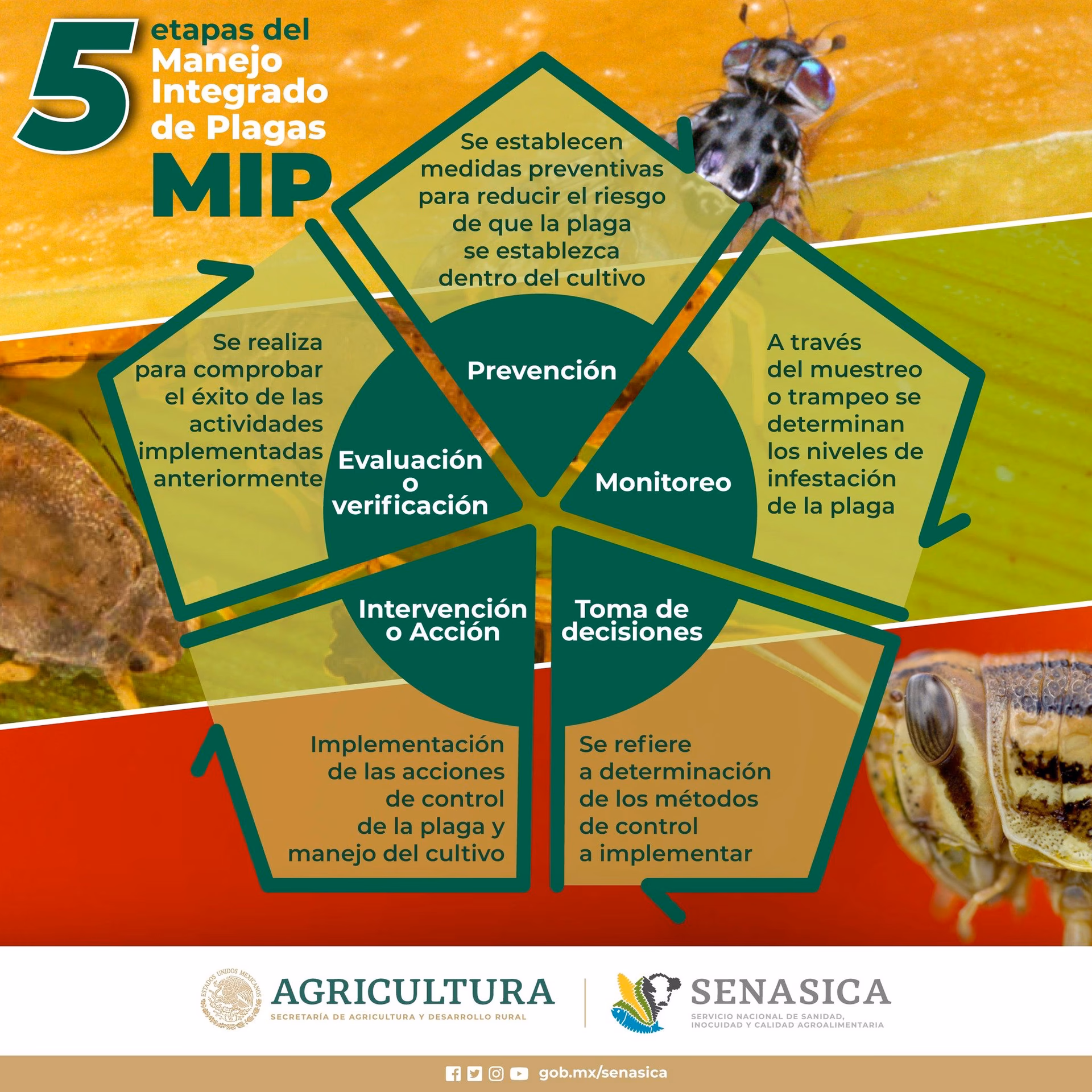 ¿Cuáles son las medidas de manejo ambiental?