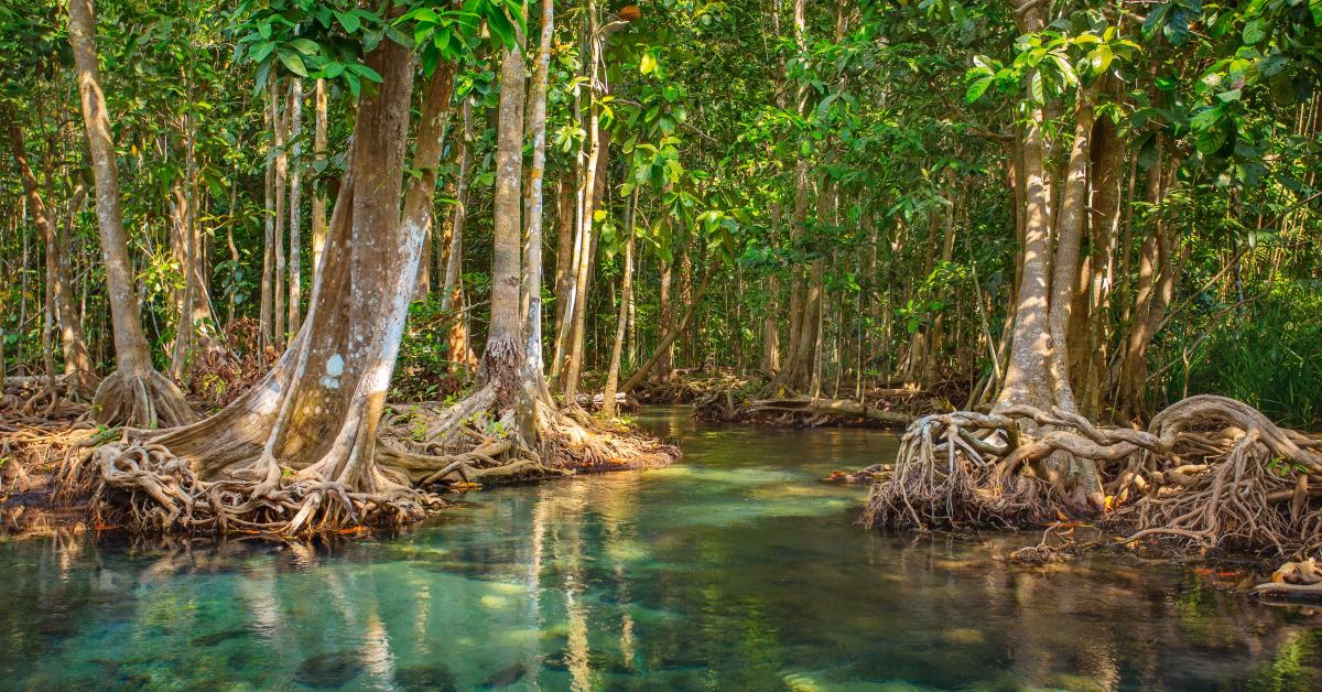 ¿Dónde están en peligro los manglares?