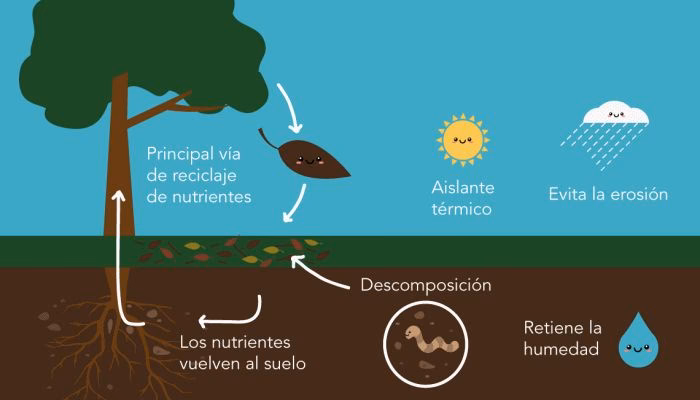 ¿Quién establece el mecanismo de identificación de los productos provenientes de los sistemas agroforestales o cultivos Forest?