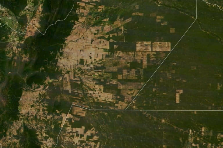 ¿Qué es la monitorización por satélite de la deforestación?