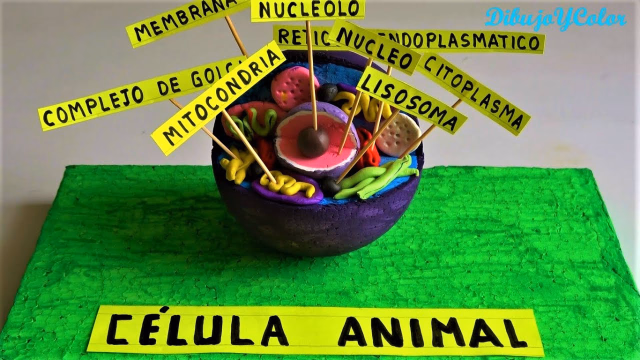 ¿Cómo hacer una maqueta de célula comestible?