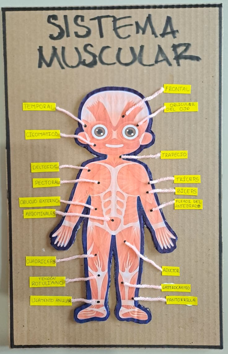 ¿Qué es la maqueta del sistema muscular?