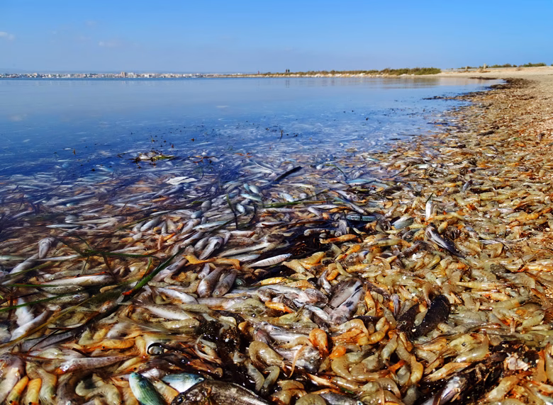 ¿Cómo afectan las lluvias al Mar Menor?
