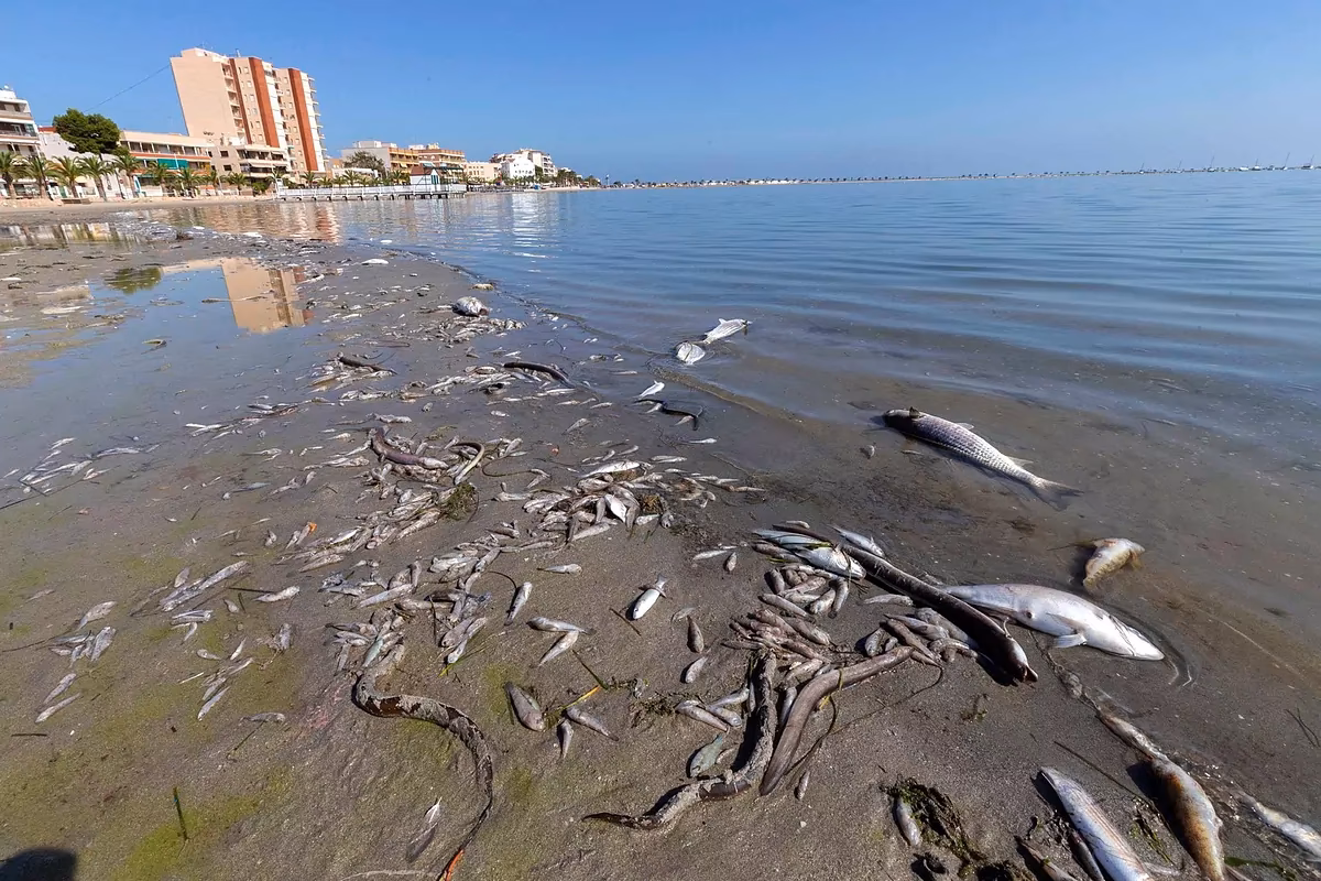 ¿Cómo está el Mar Menor al borde del colapso?
