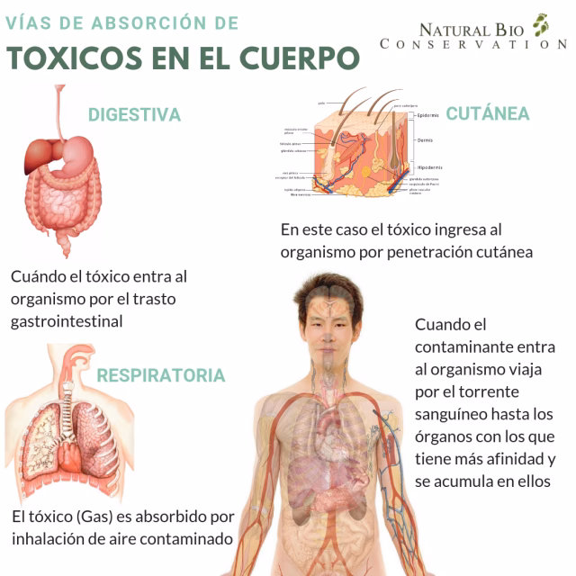 ¿Cómo se produce la bioasimilación?