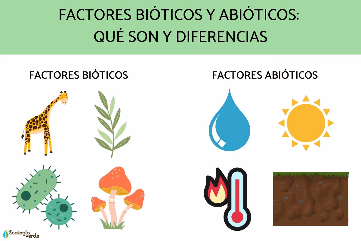 ¿Cuál es la relación entre los factores bióticos y abióticos?