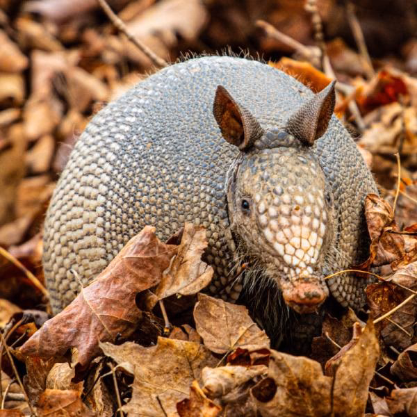 ¿Cómo afecta la contaminación a los armadillos?
