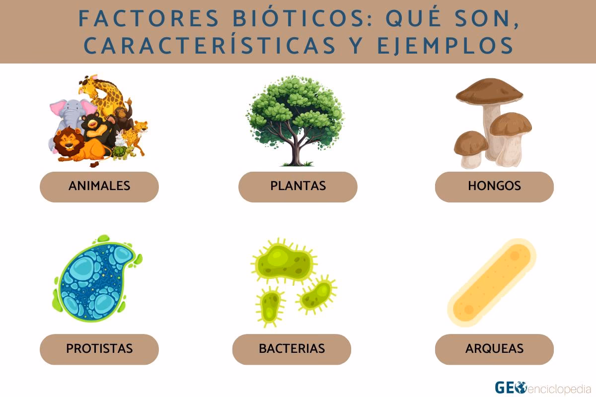 ¿Qué es el concepto biótico?