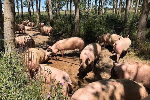 ¿Qué es la humedad relativa de los cerdos?