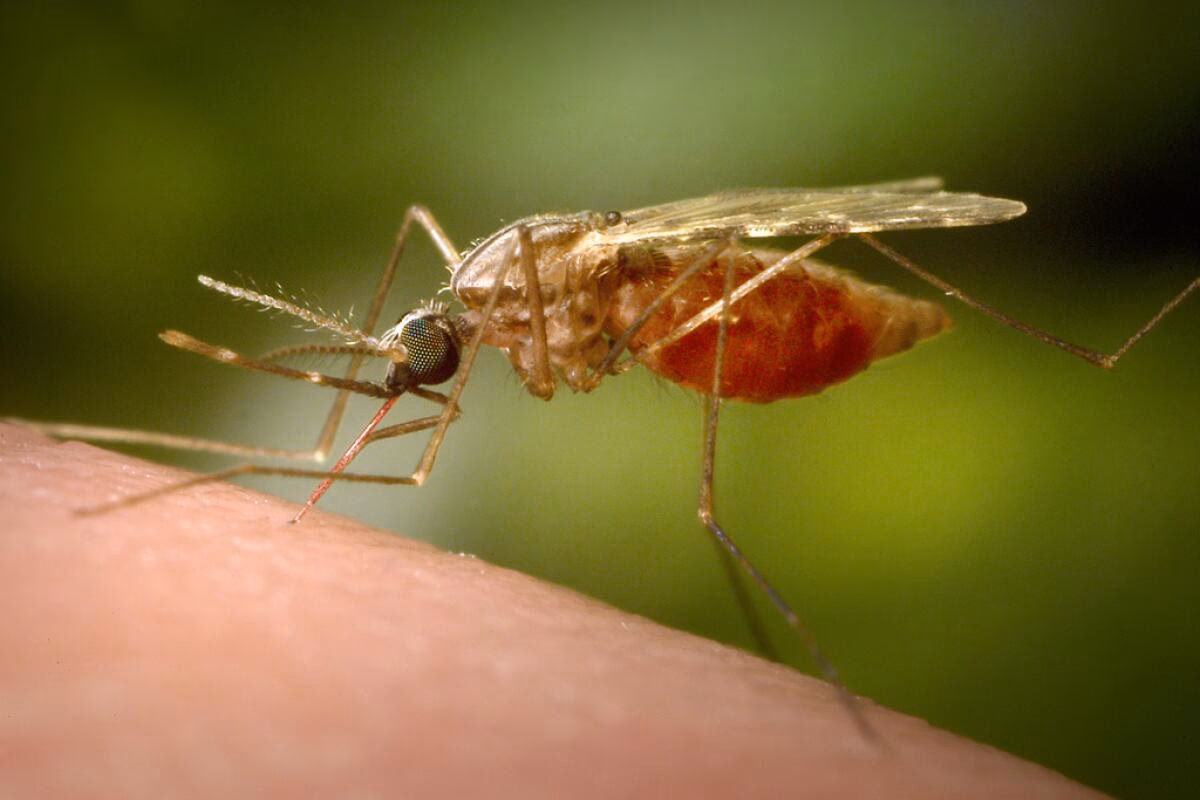 ¿Cuánto tiempo tarda en aparecer el chikungunya?