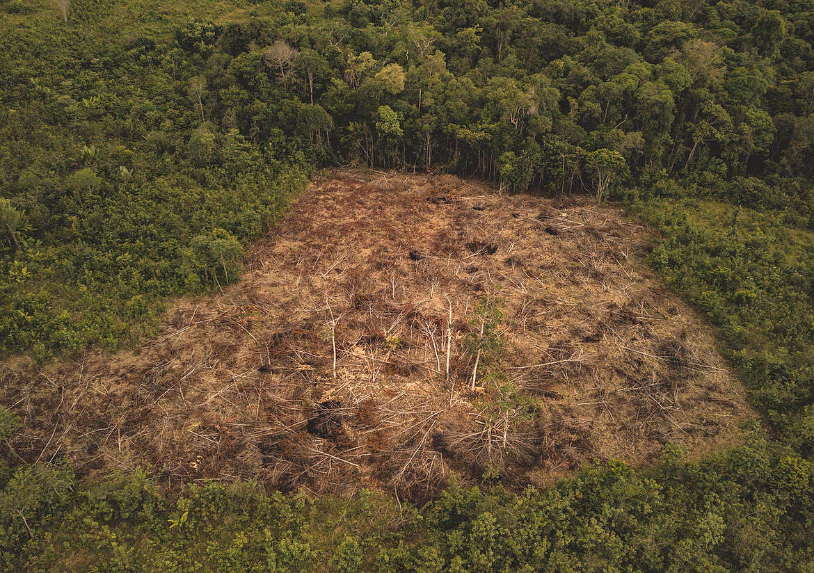 ¿Cuáles son las contribuciones de las plantas al medio ambiente?