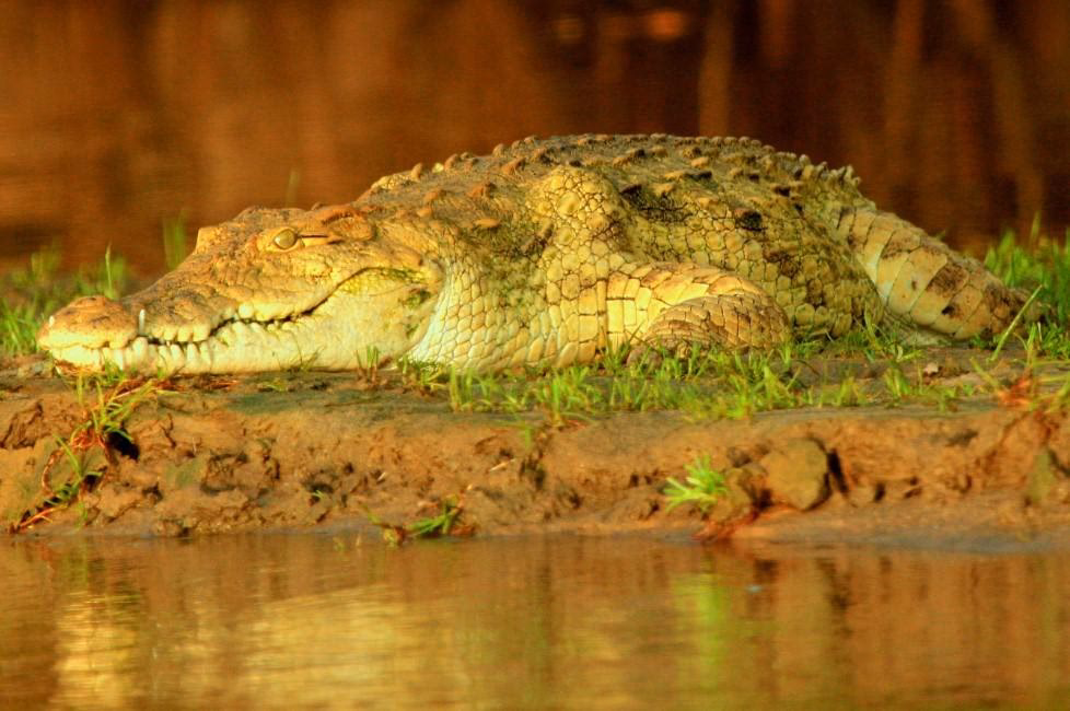 ¿Cómo se alimenta el cocodrilo?