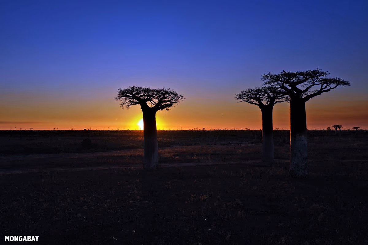 ¿Qué amenaza a Madagascar?