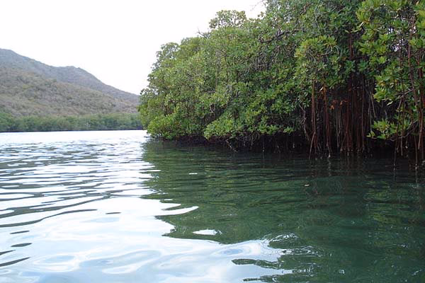 ¿Cuáles son los ambientes sedimentarios de transición?