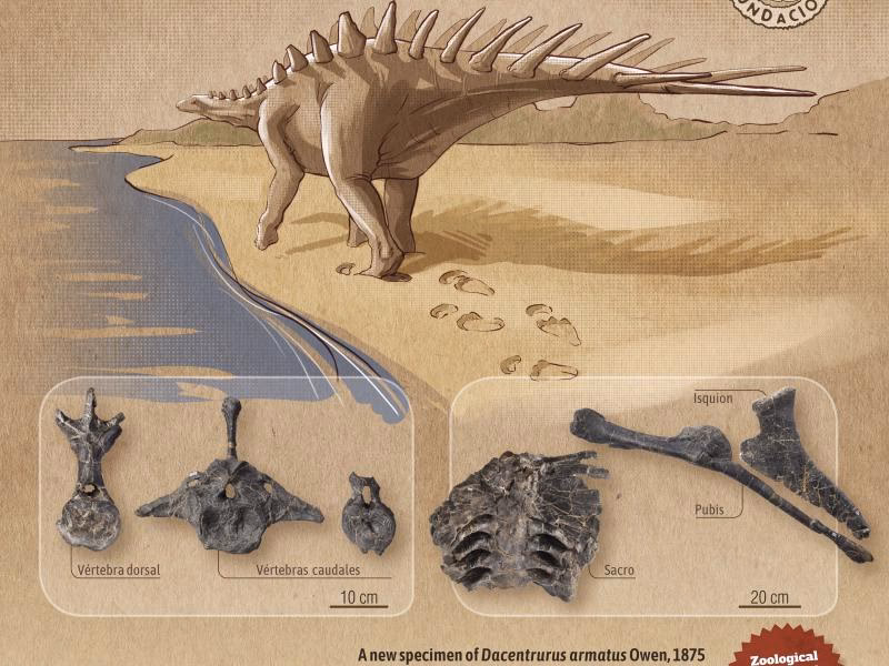 ¿Cómo era la dieta del estegosaurio?