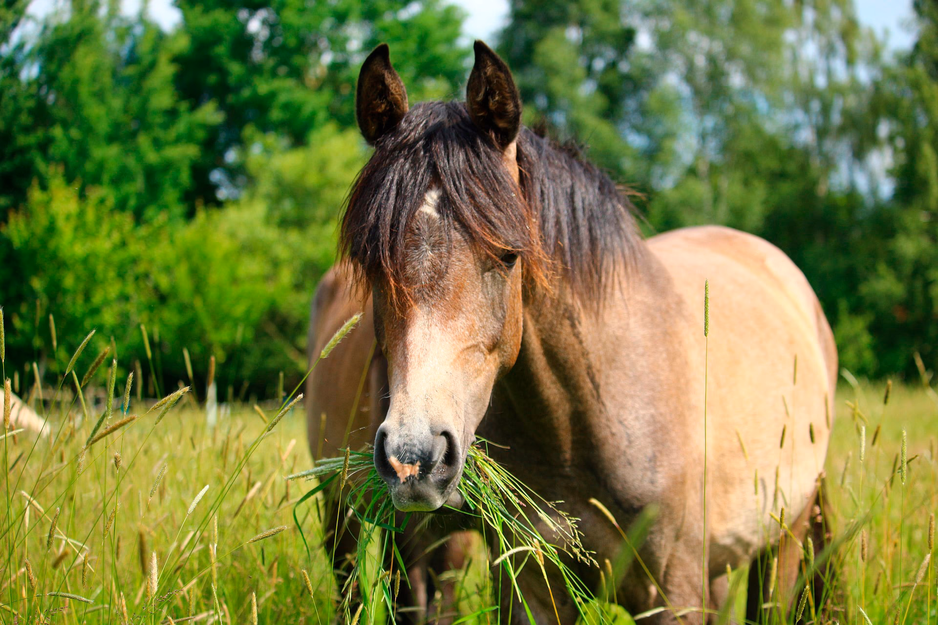 ¿Cuál es la importancia del caballo en el medio ambiente?