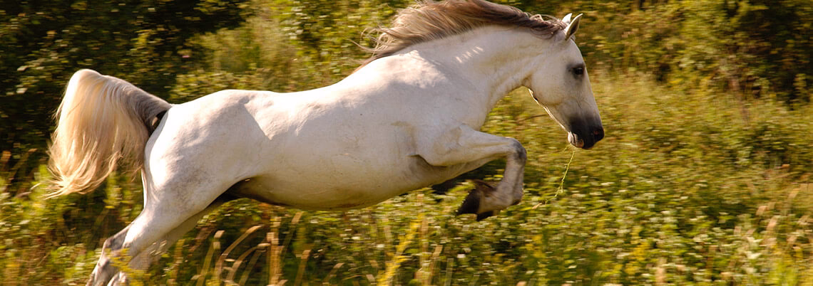 ¿Cómo se alimentan los caballos?