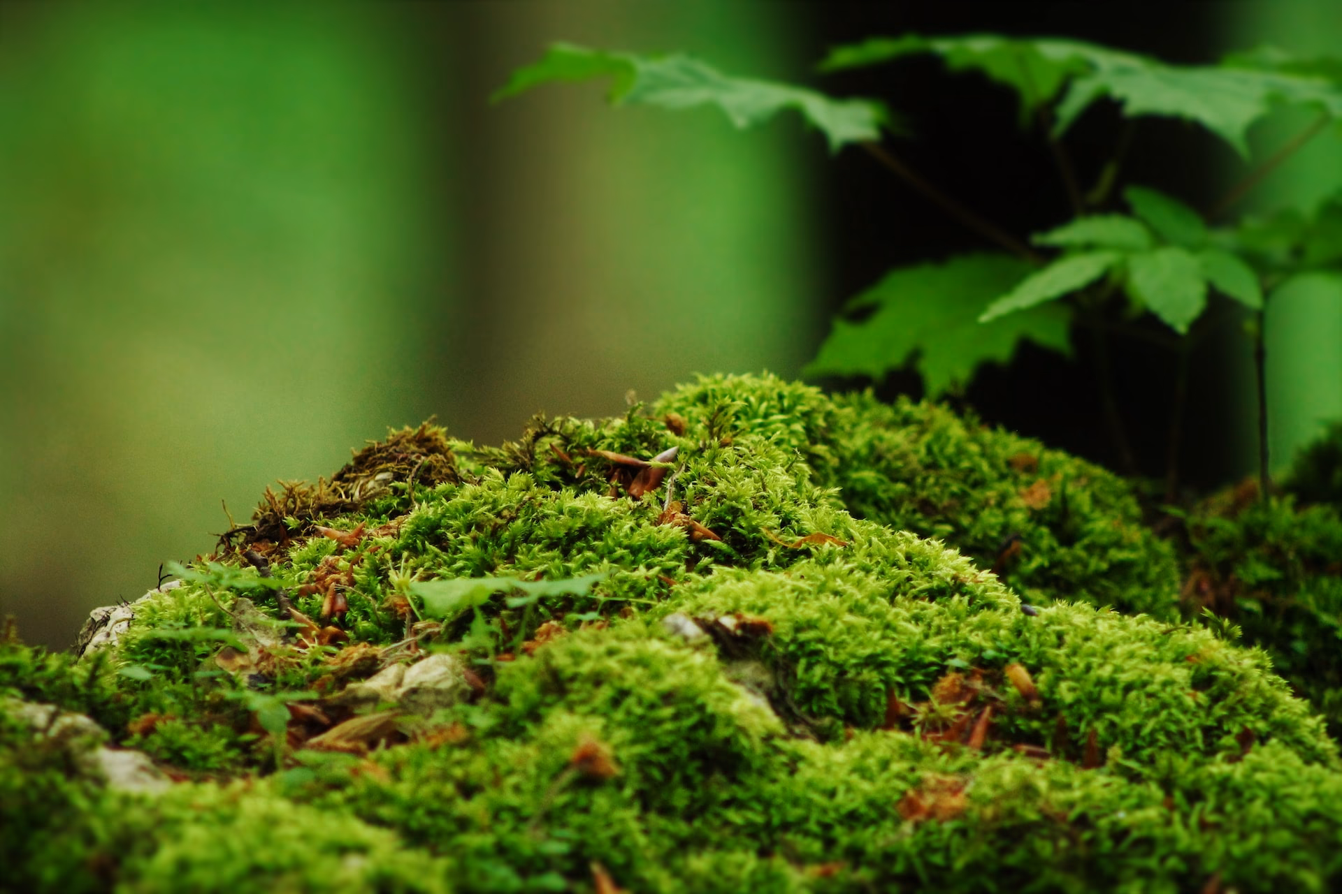 ¿Cuál es el papel de los musgos en los ecosistemas terrestres?