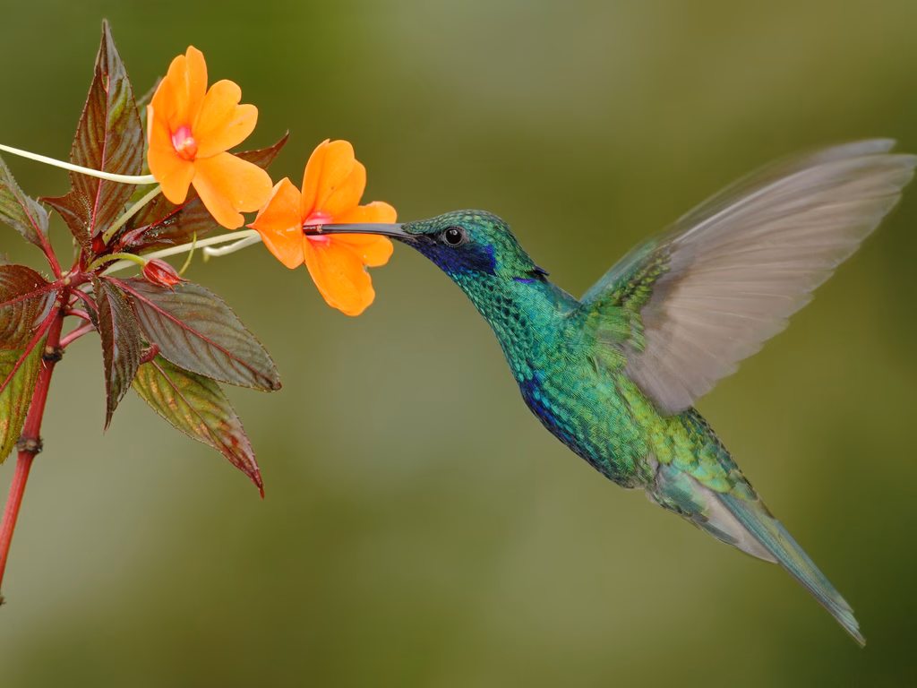 ¿Qué es la visión ecocéntrica?