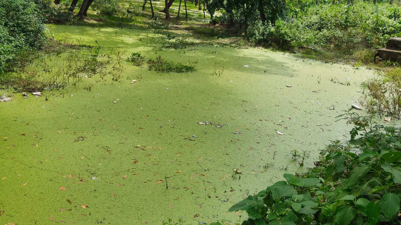 ¿Qué es la eutrofización?