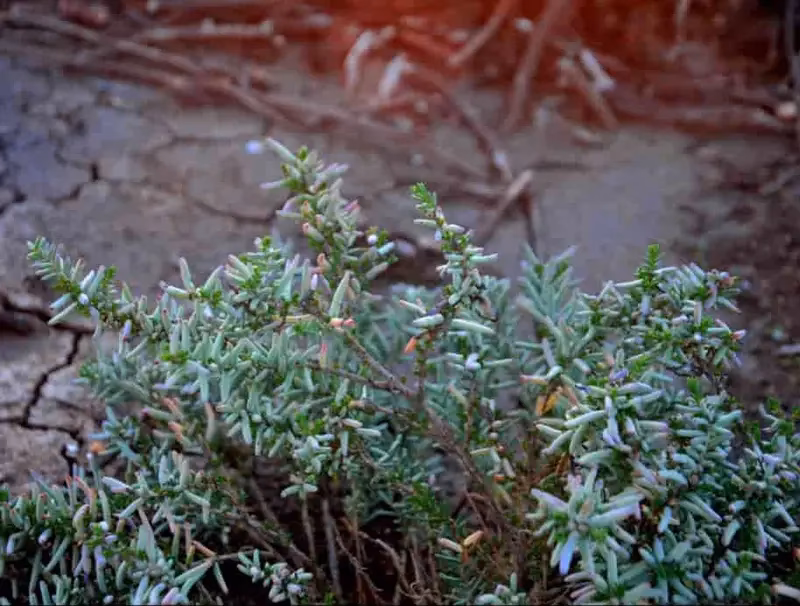 ¿Qué concentración necesitan las plantas halófitas para crecer óptimamente?