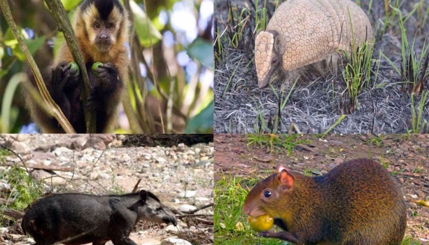 ¿Cuáles son las áreas de manejo de la vida silvestre?