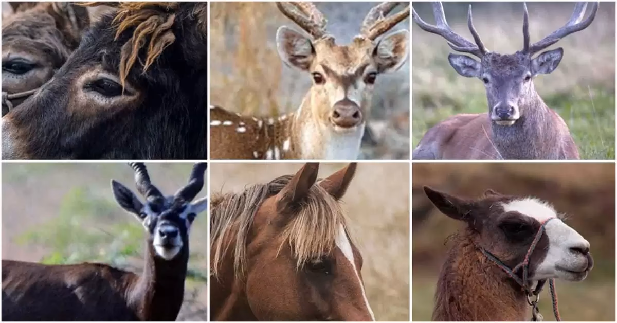 ¿Qué es más Neuquén?