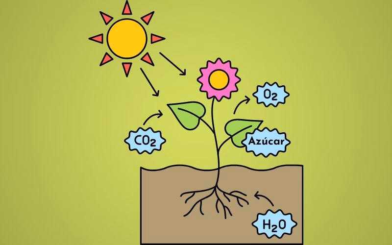 ¿Por qué es importante la conservación de los autótrofos?