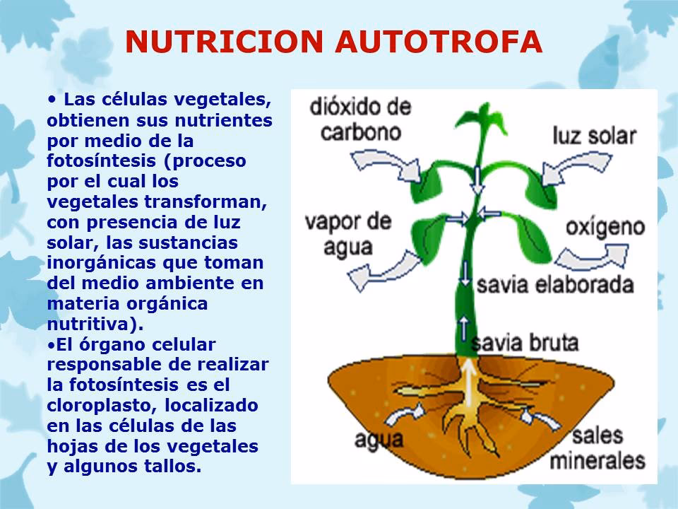 ¿Cuáles son los organismos que llevan a cabo una nutrición autótrofa?