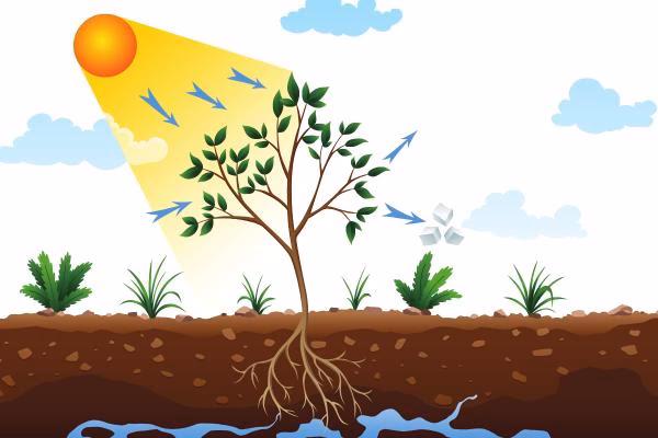 ¿Cómo afecta el aumento de autótrofos a la cadena alimenticia?