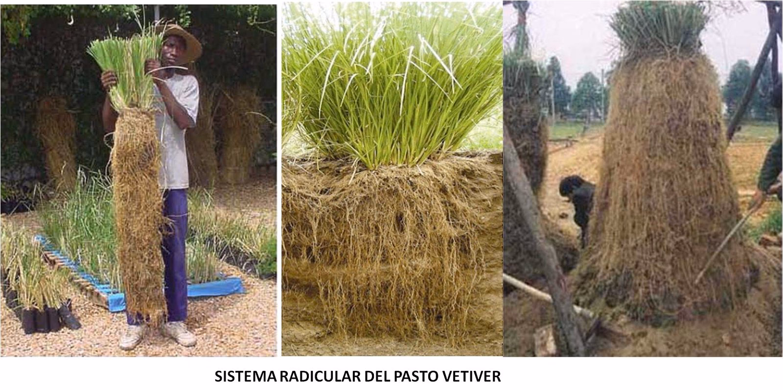 ¿Cuáles son las consecuencias del mal manejo de pasturas?