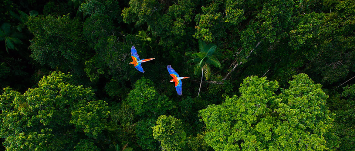 ¿Qué es el ecosistema de la selva?