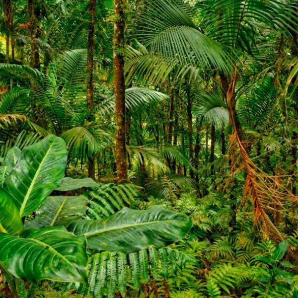 ¿Cómo ayudan las selvas a evitar la contaminación atmosférica?