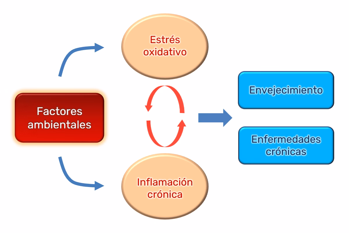 ¿Cómo envejecer saludablement?