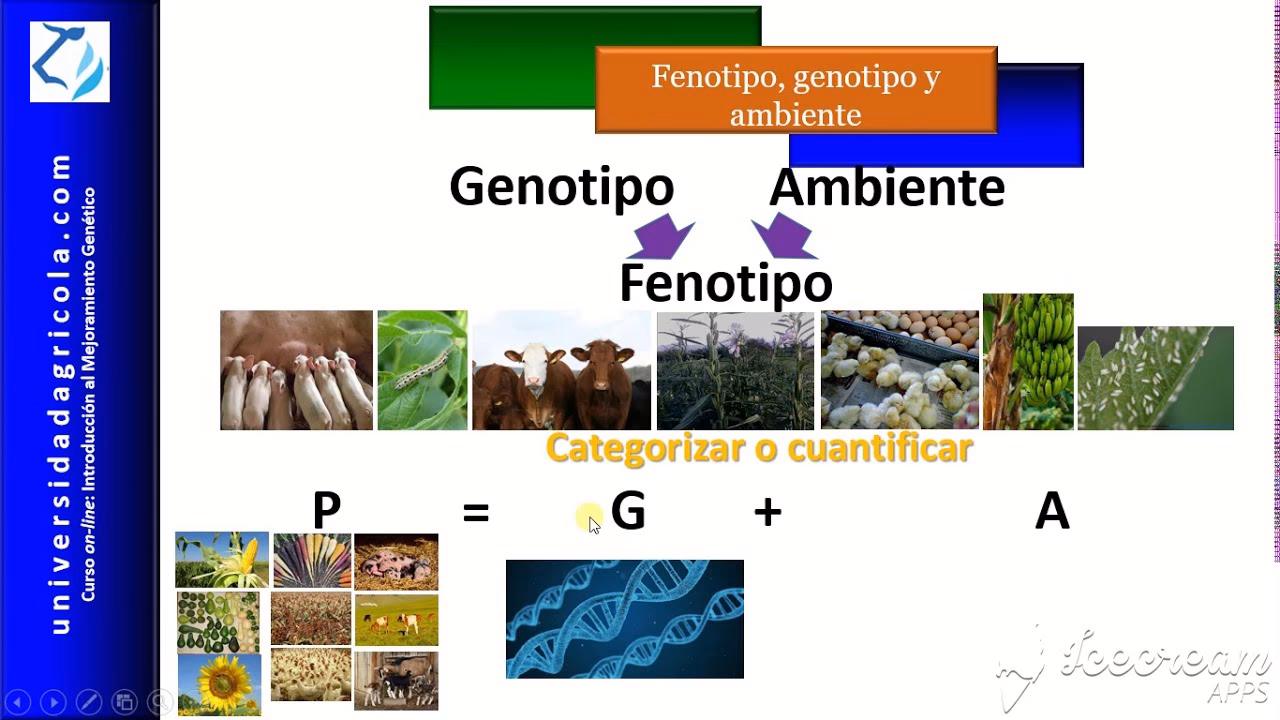 ¿Qué efecto tiene la comida en el fenotipo?
