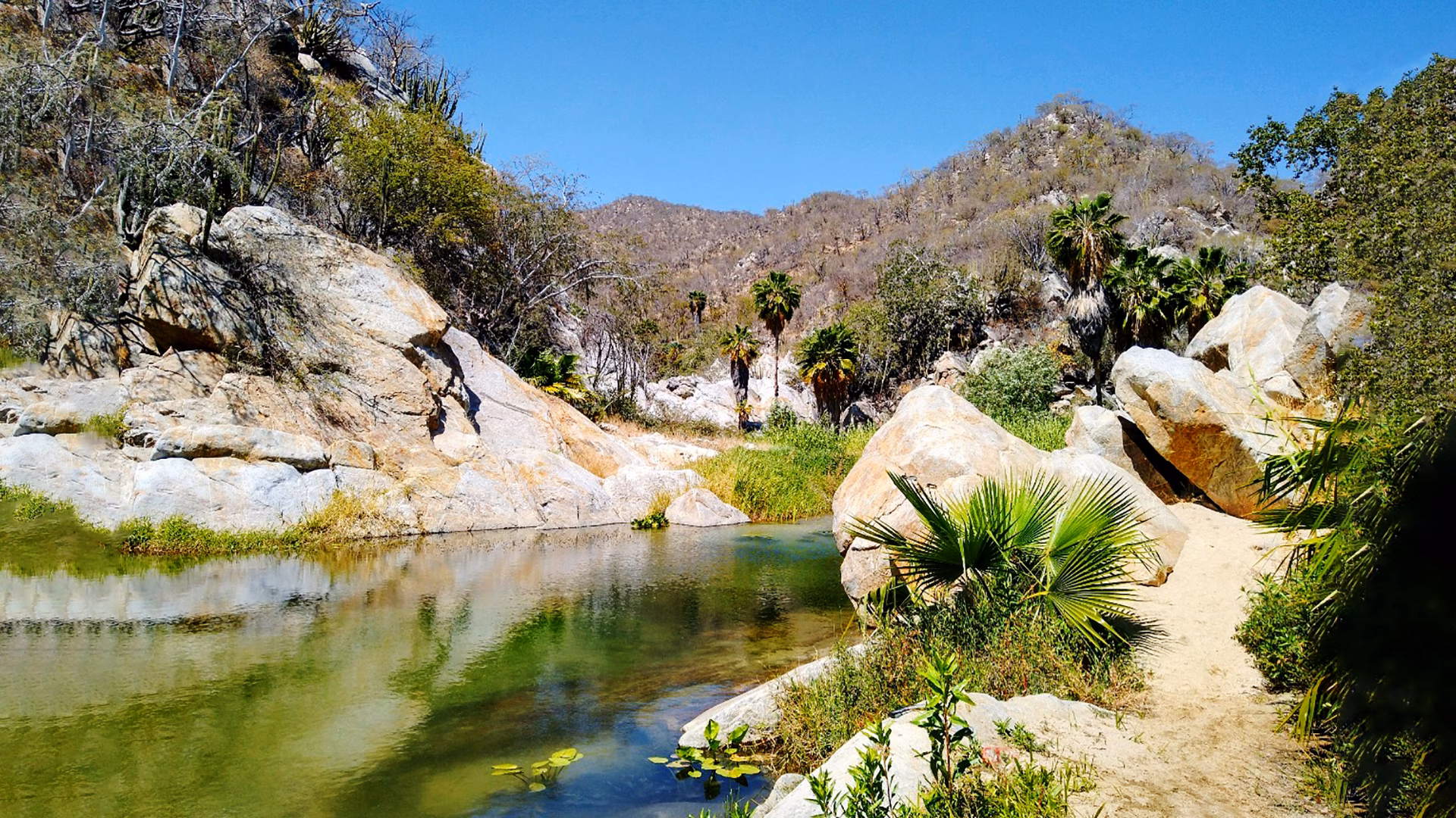 ¿Cuáles son los principales desafíos del Medio Ambiente en México?