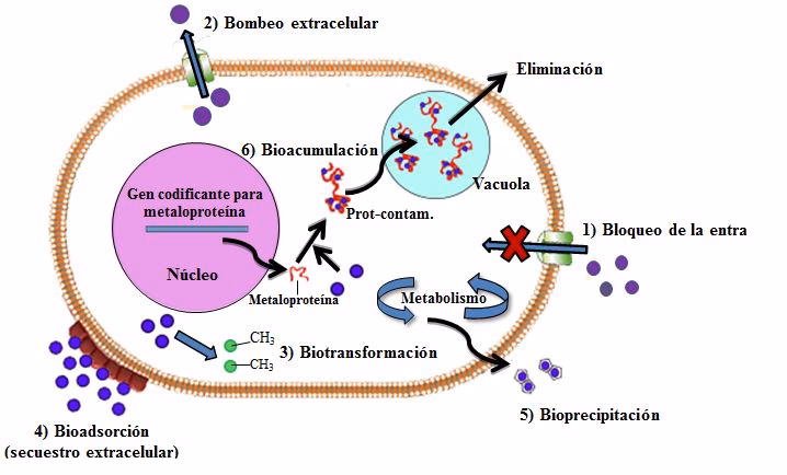 ¿Cuáles son los efectos de la biotransformación?
